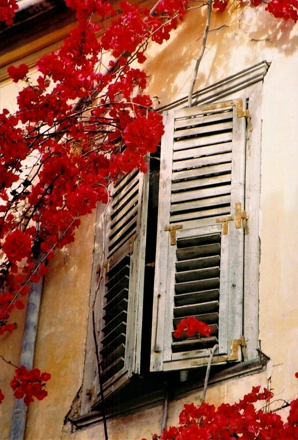 a window with red leaves on it