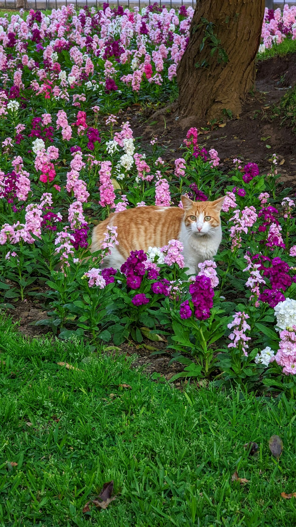 a cat sitting in a garden