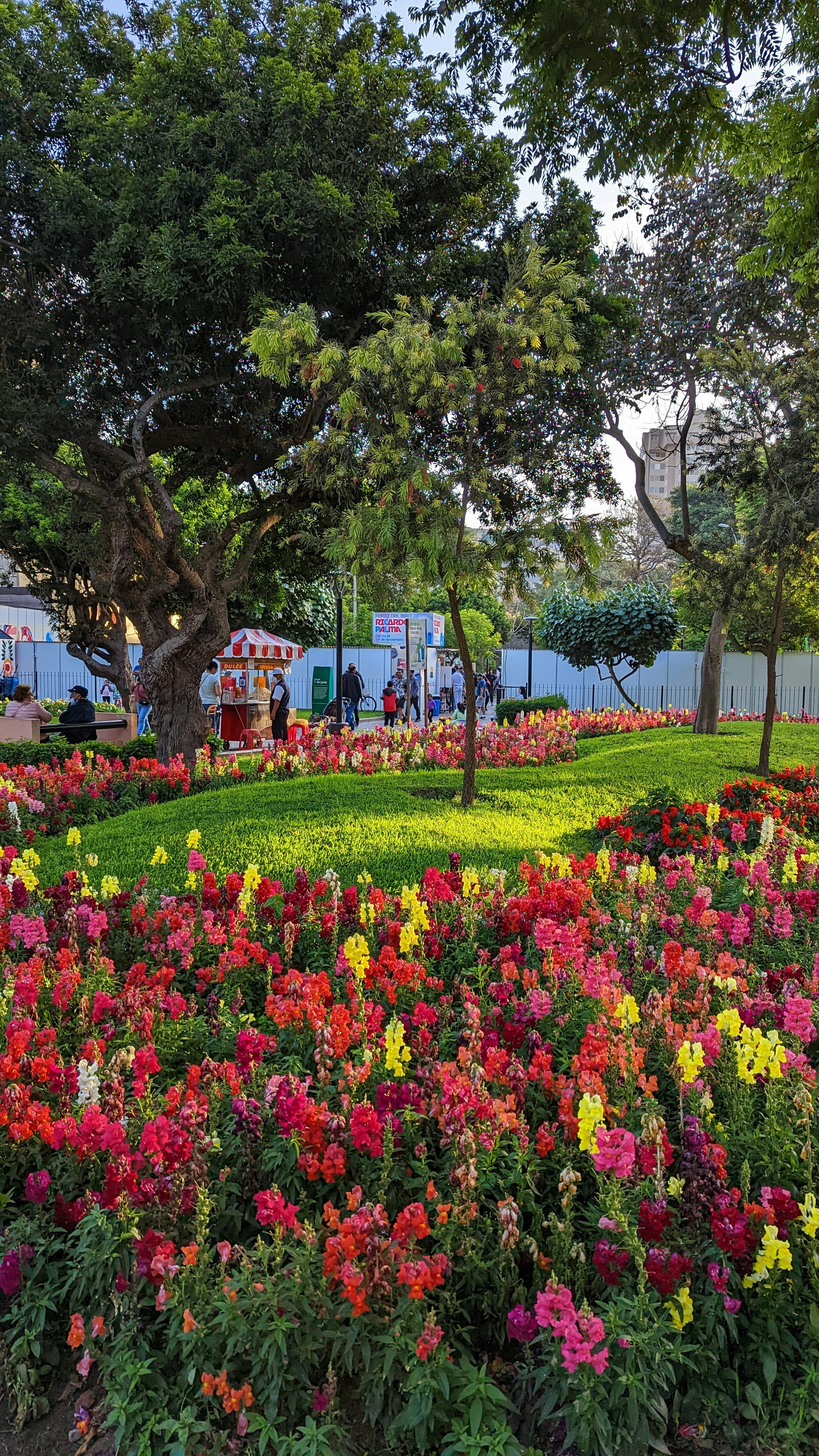 a garden of colorful flowers