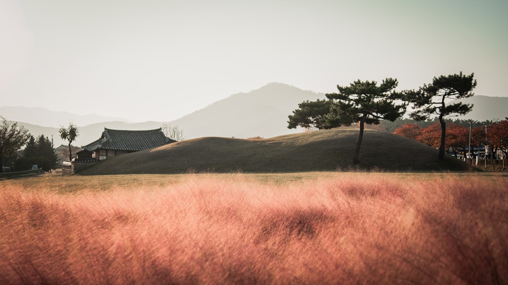 a field of grass with trees and a building in the background