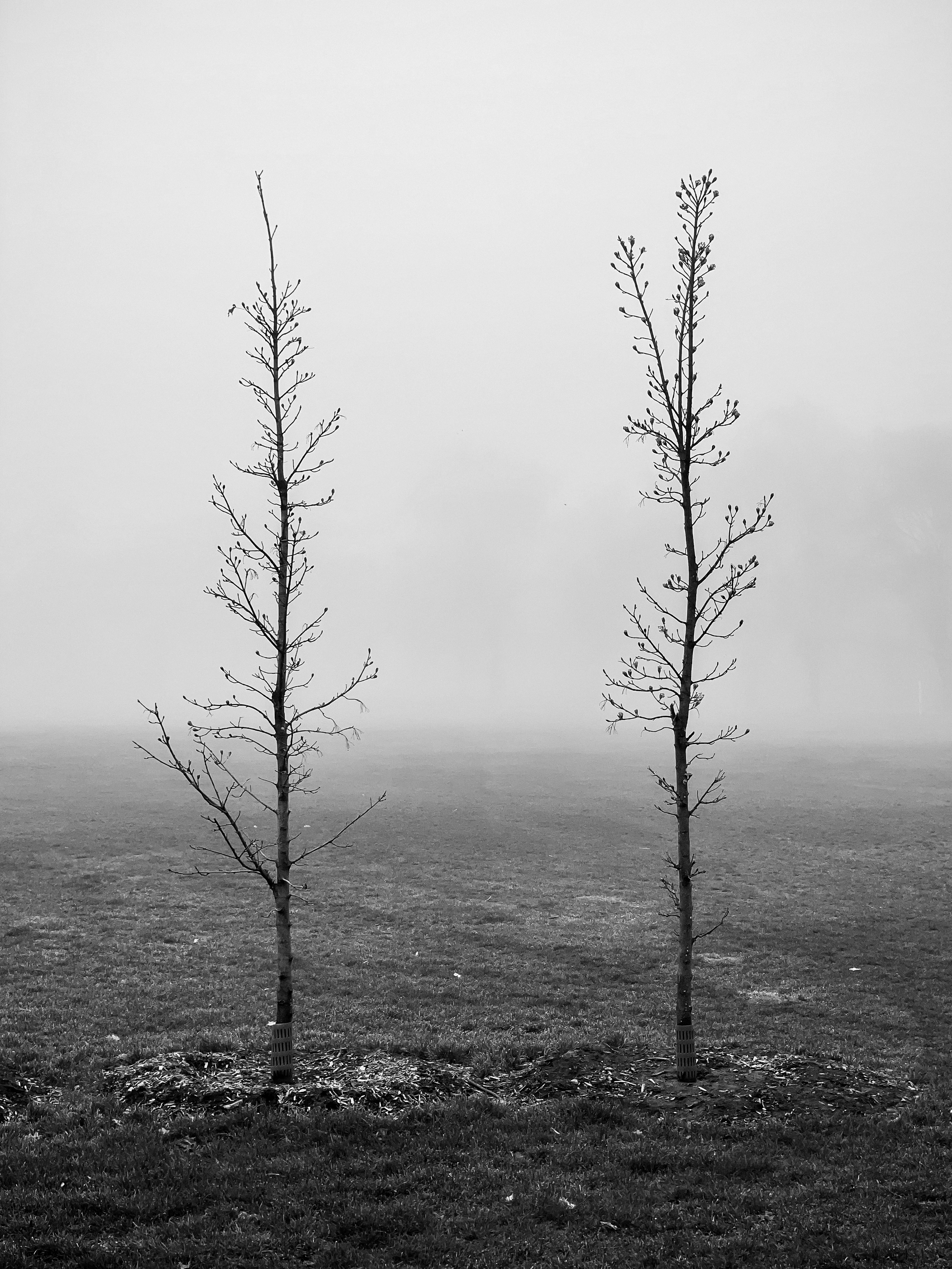 two trees in a field