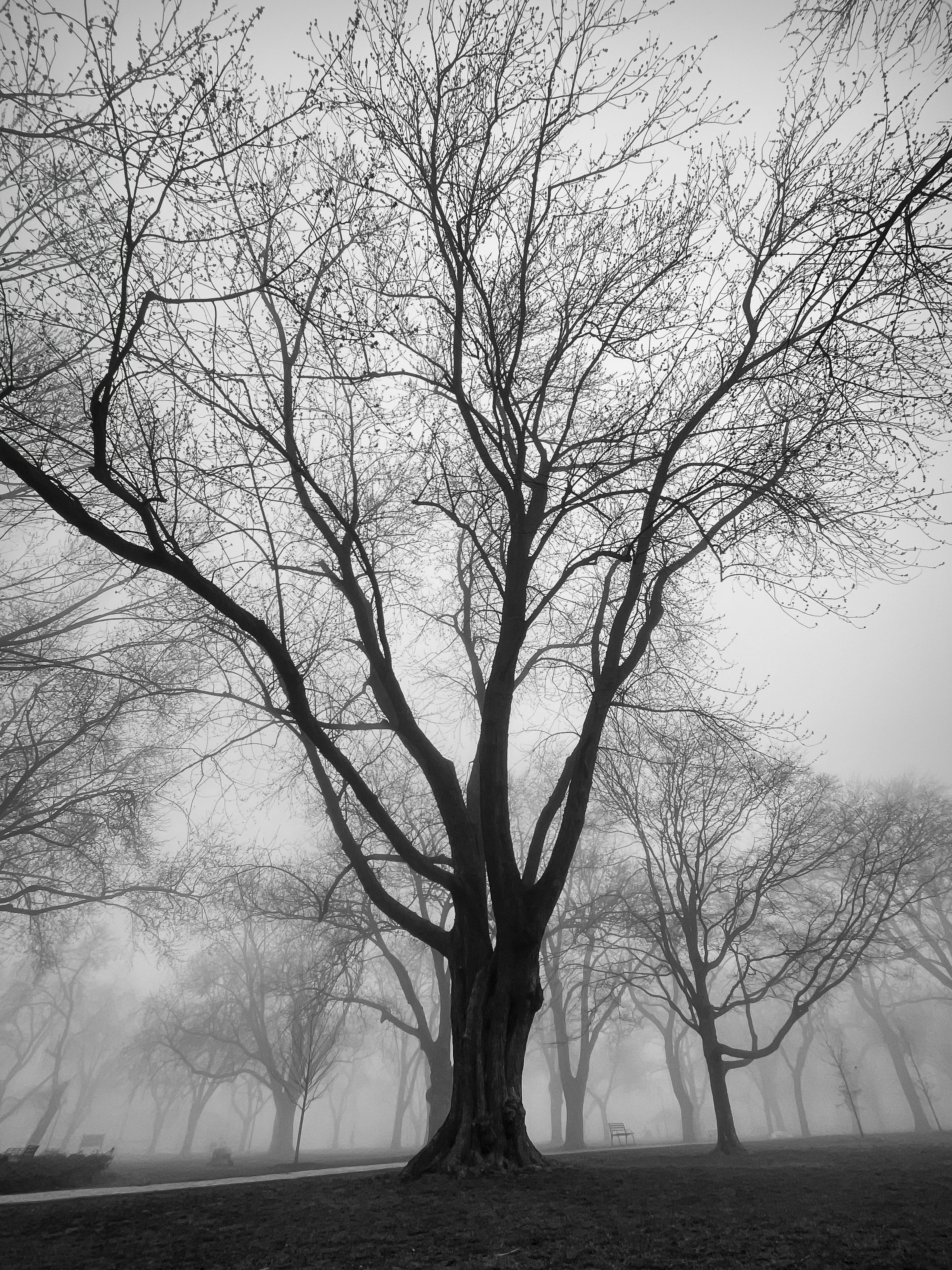 a tree with no leaves