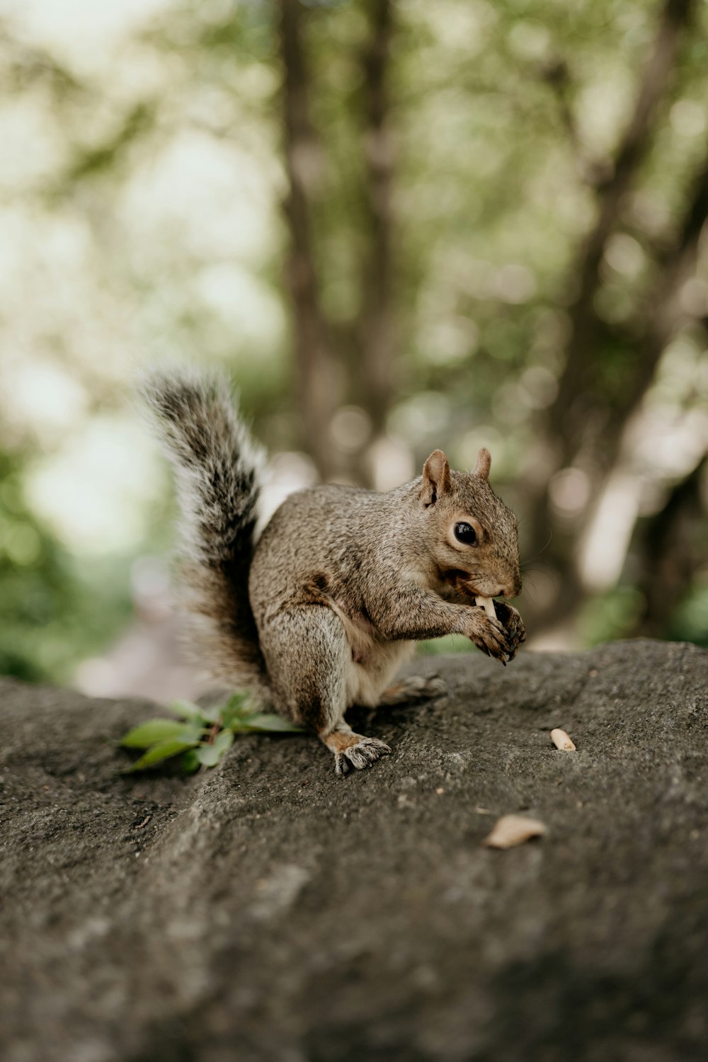 a squirrel eating a nut