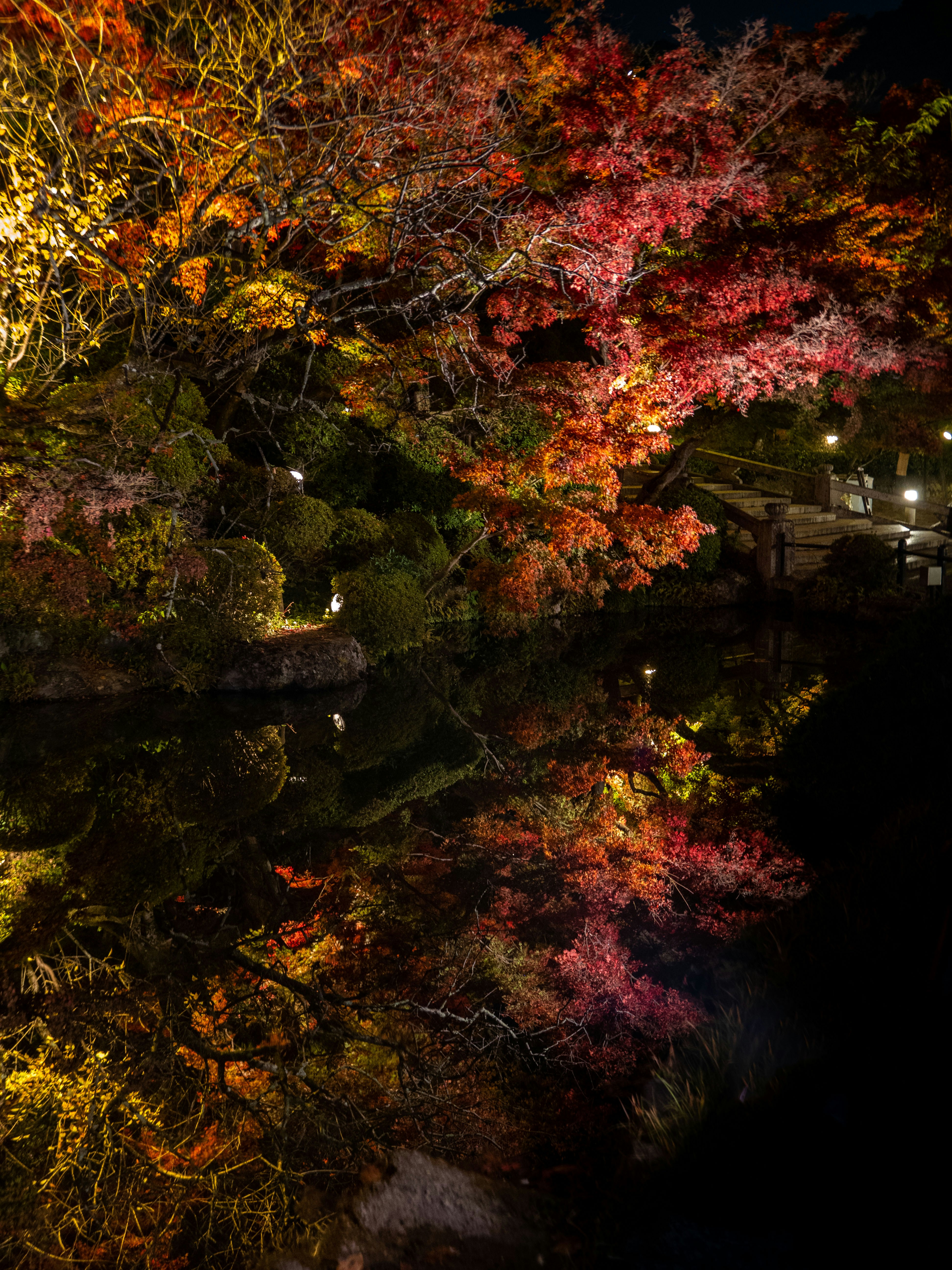 Rikugien Garden illuminated night foliage Tokyo