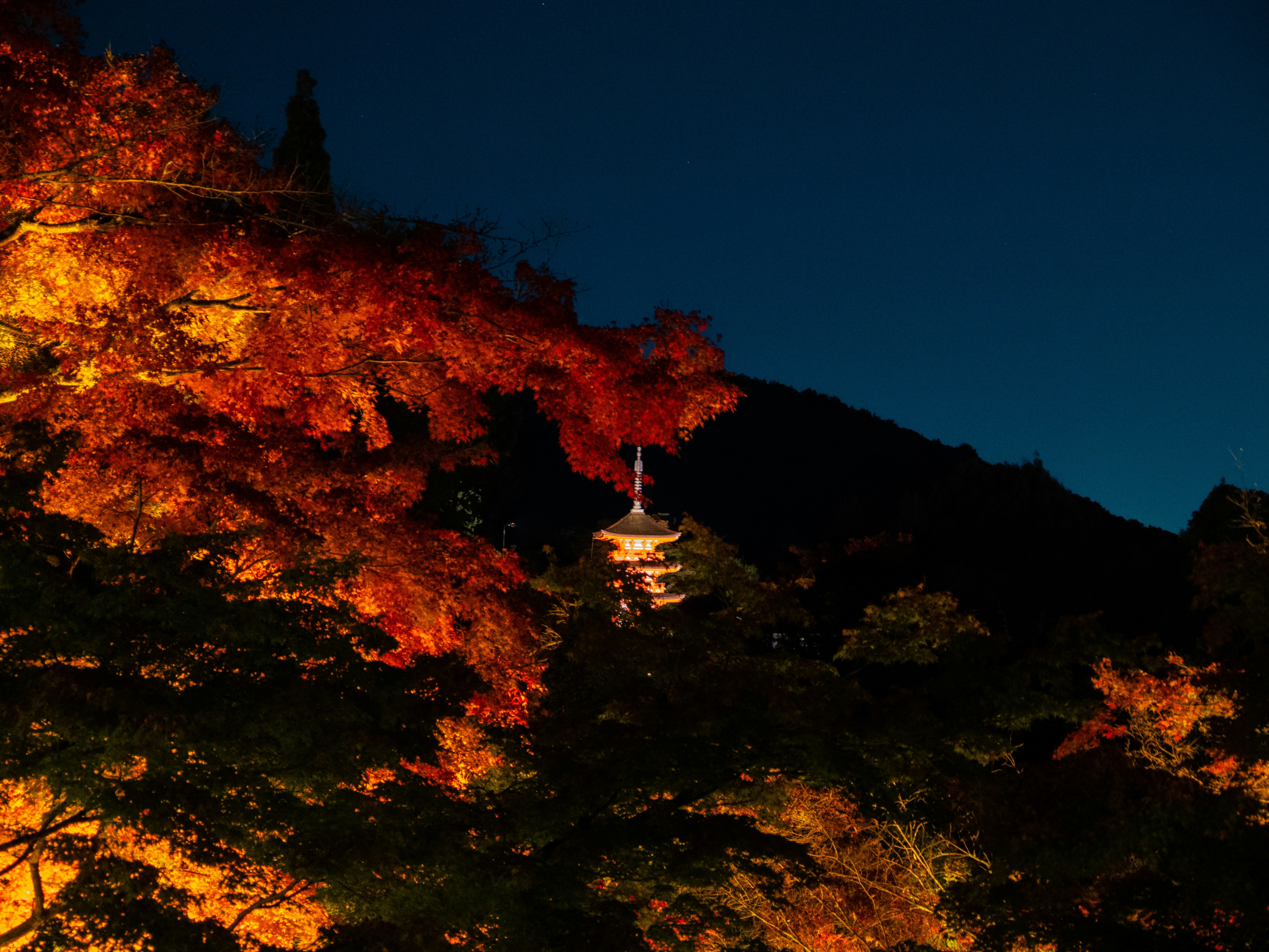 Photo by shellingfordyu