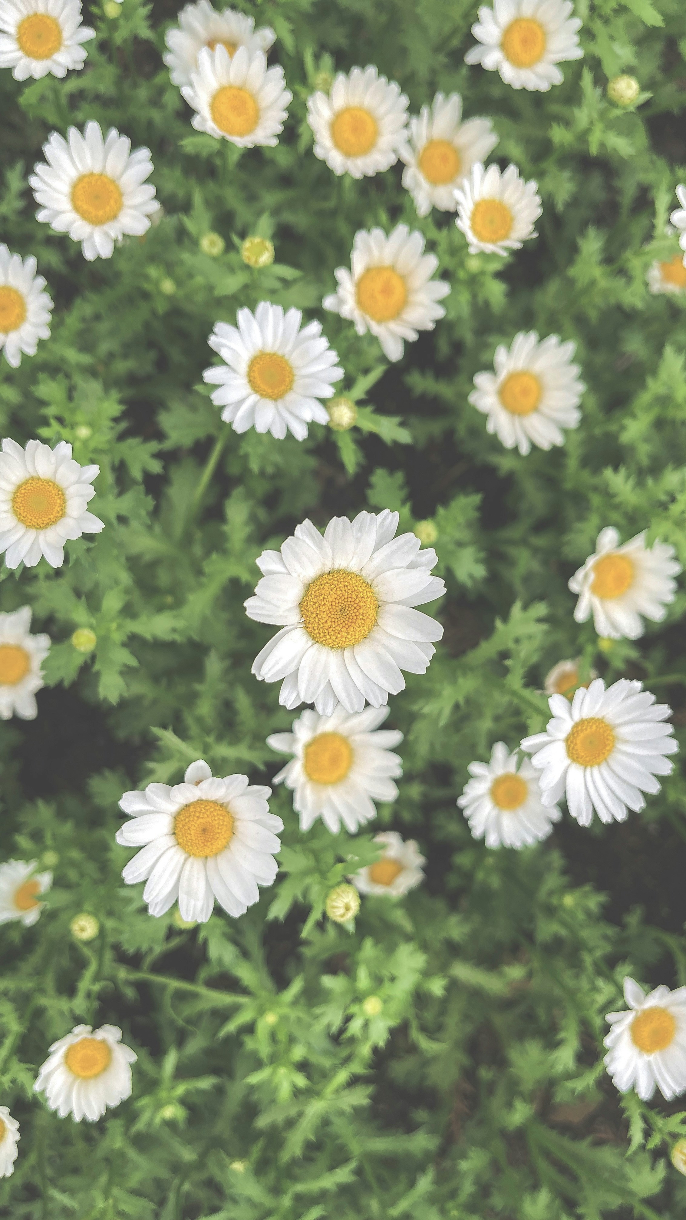 Photo by pineapple945