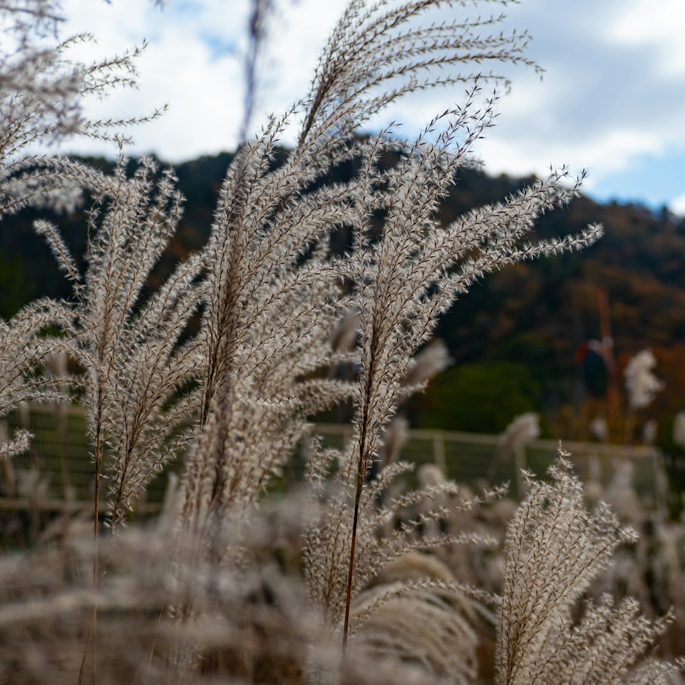 a close up of a plant