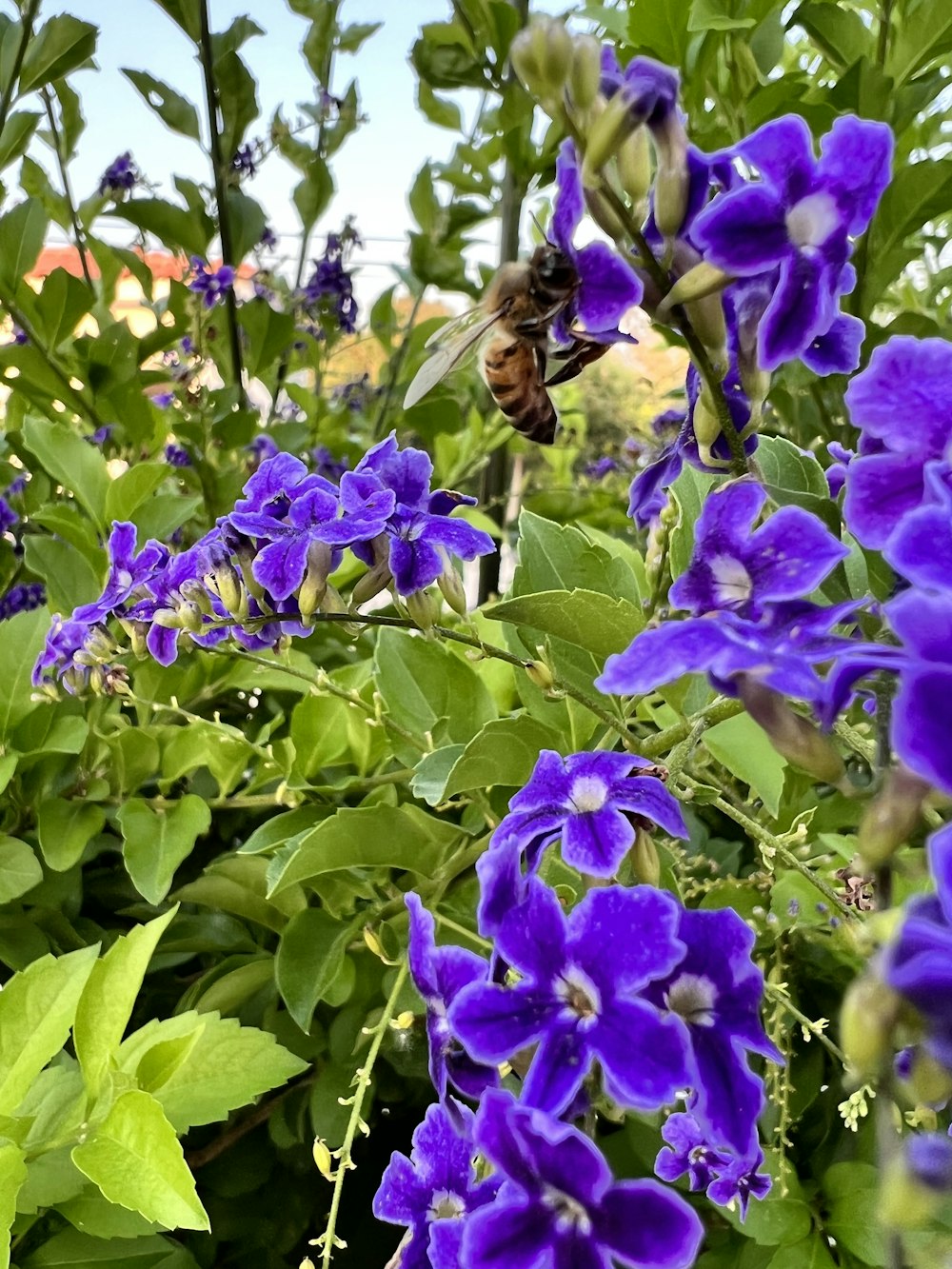 Una abeja en una flor