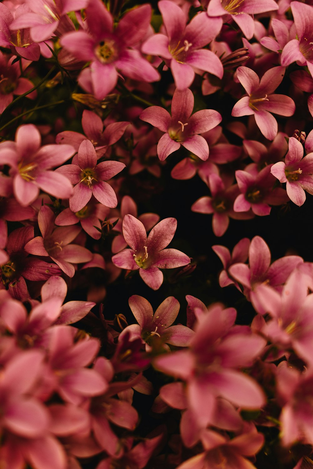 a group of pink flowers