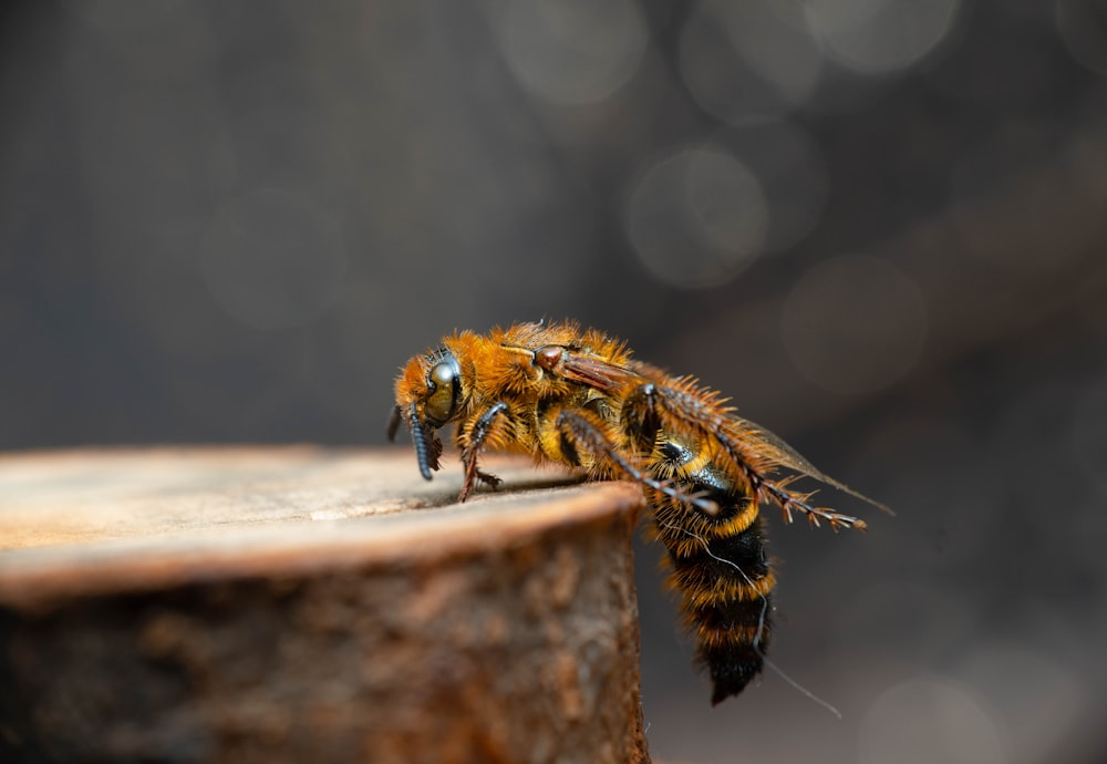 a bee on a log