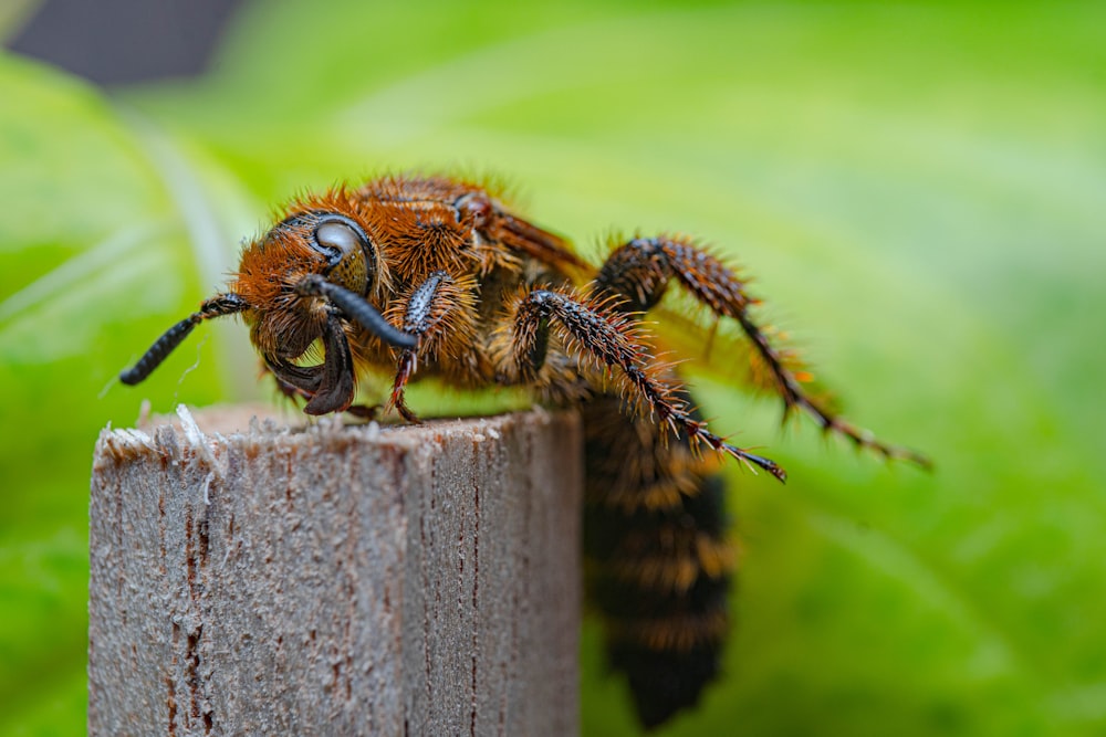 a close up of a fly