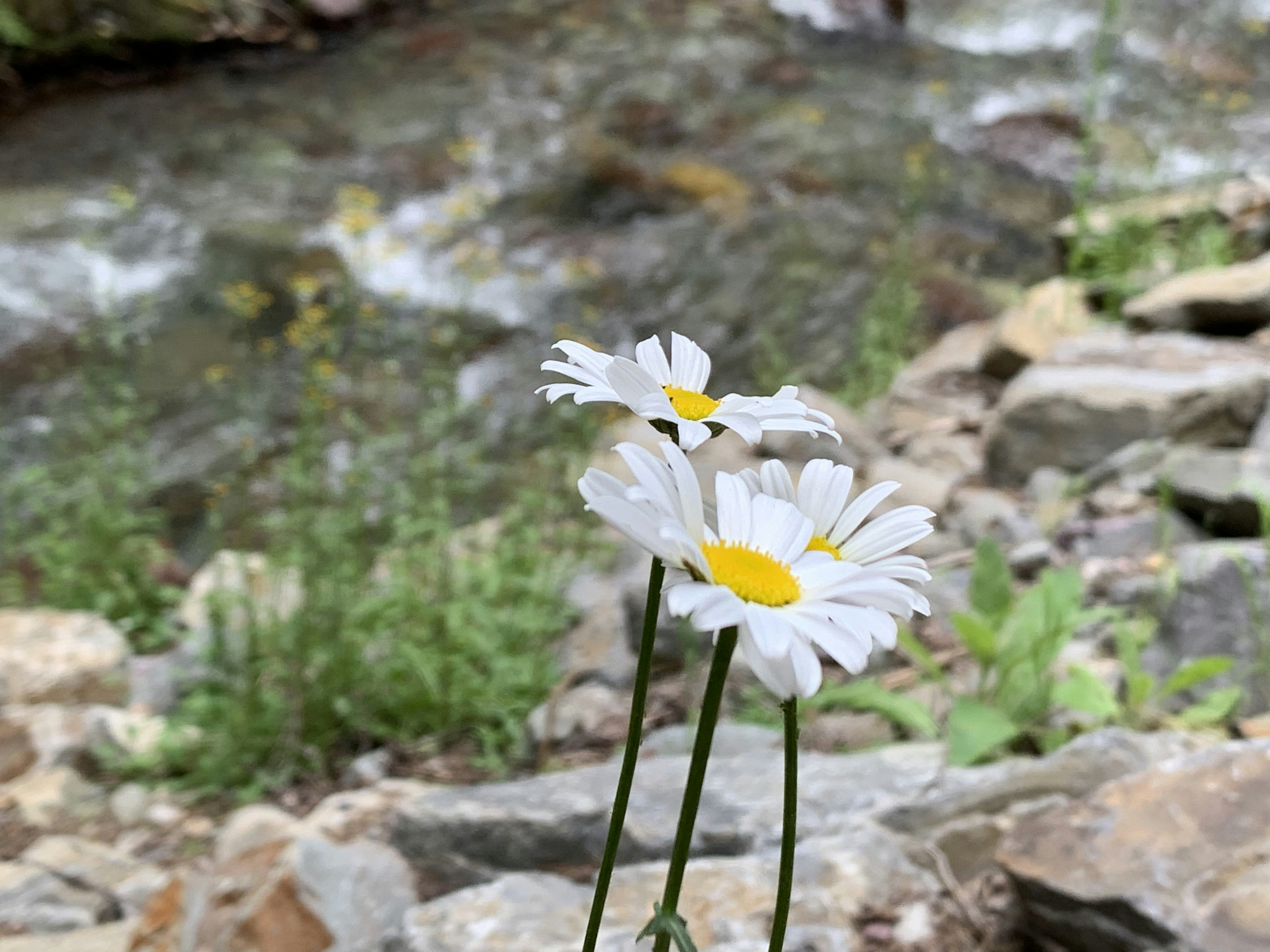 a couple white flowers