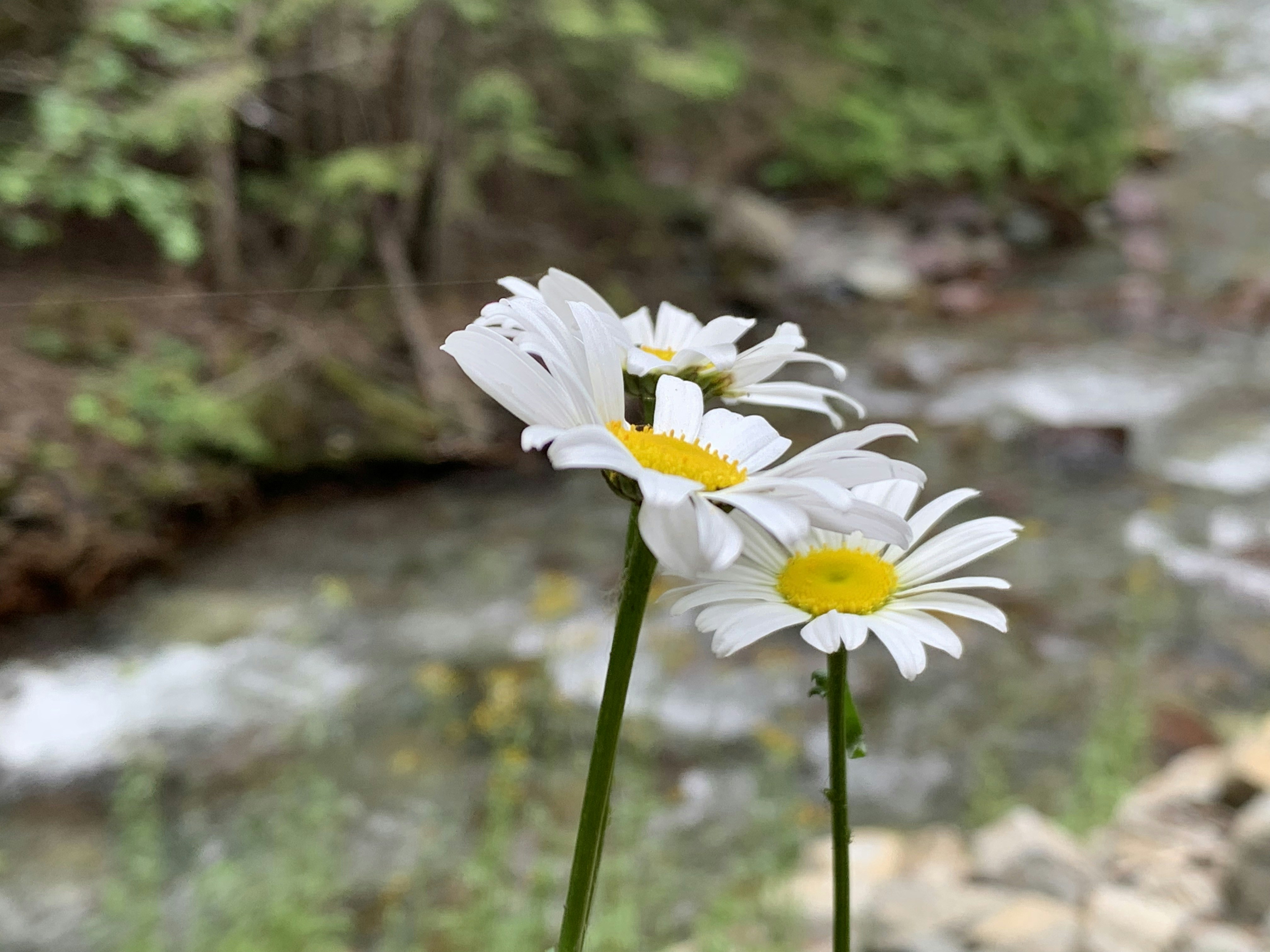 a couple white flowers