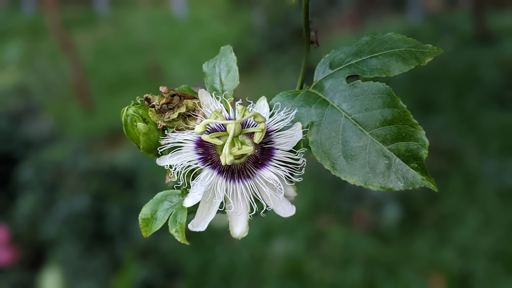 eine weiße und violette Blume