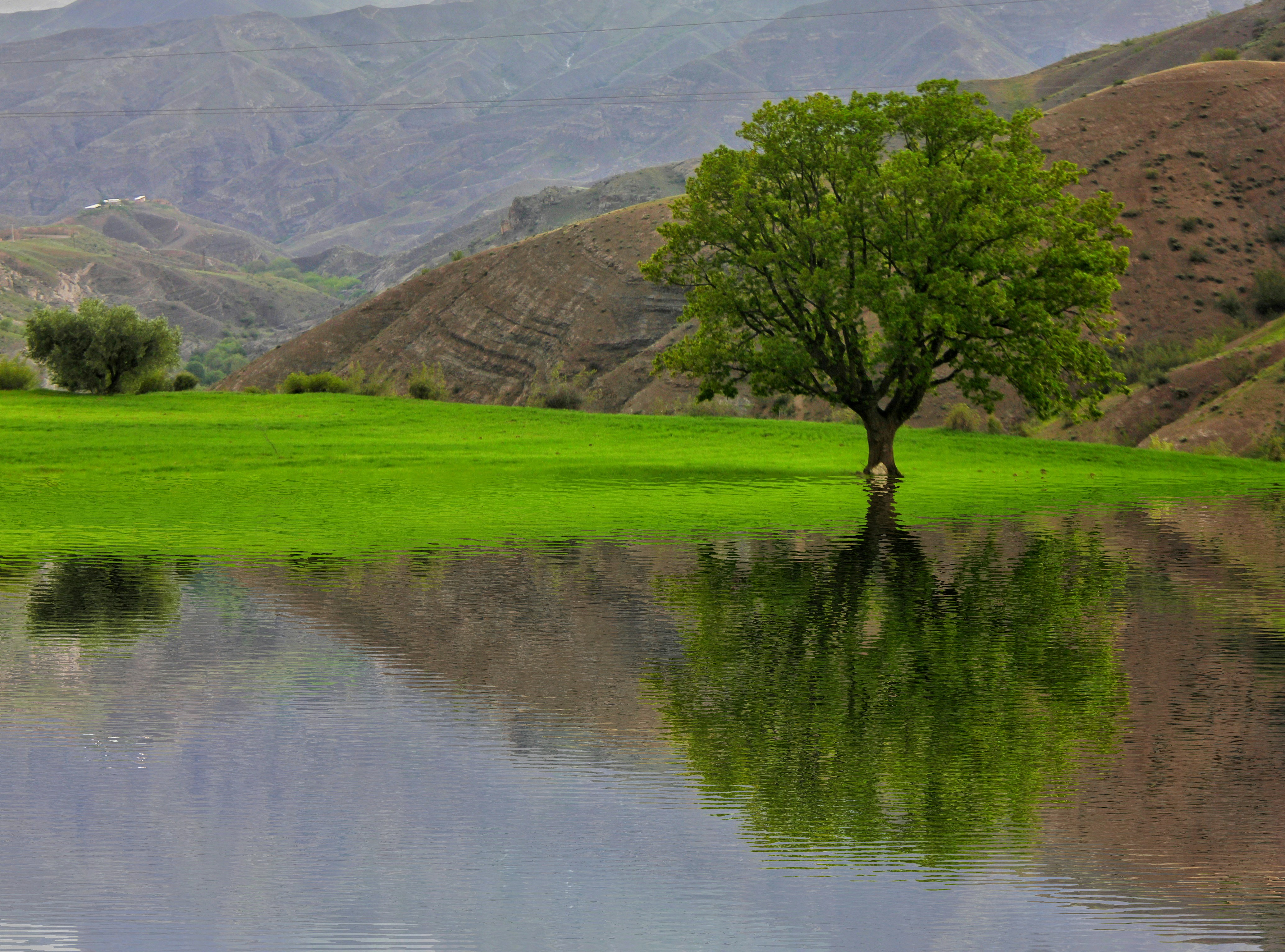 Ein Baum auf einem Feld