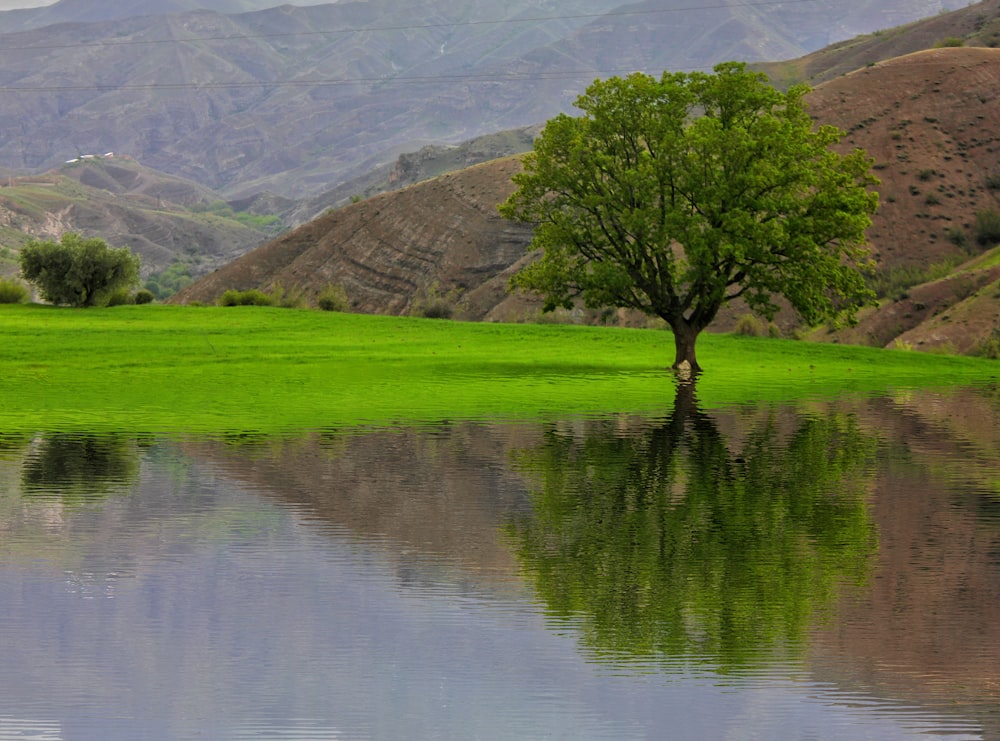 a tree in a field