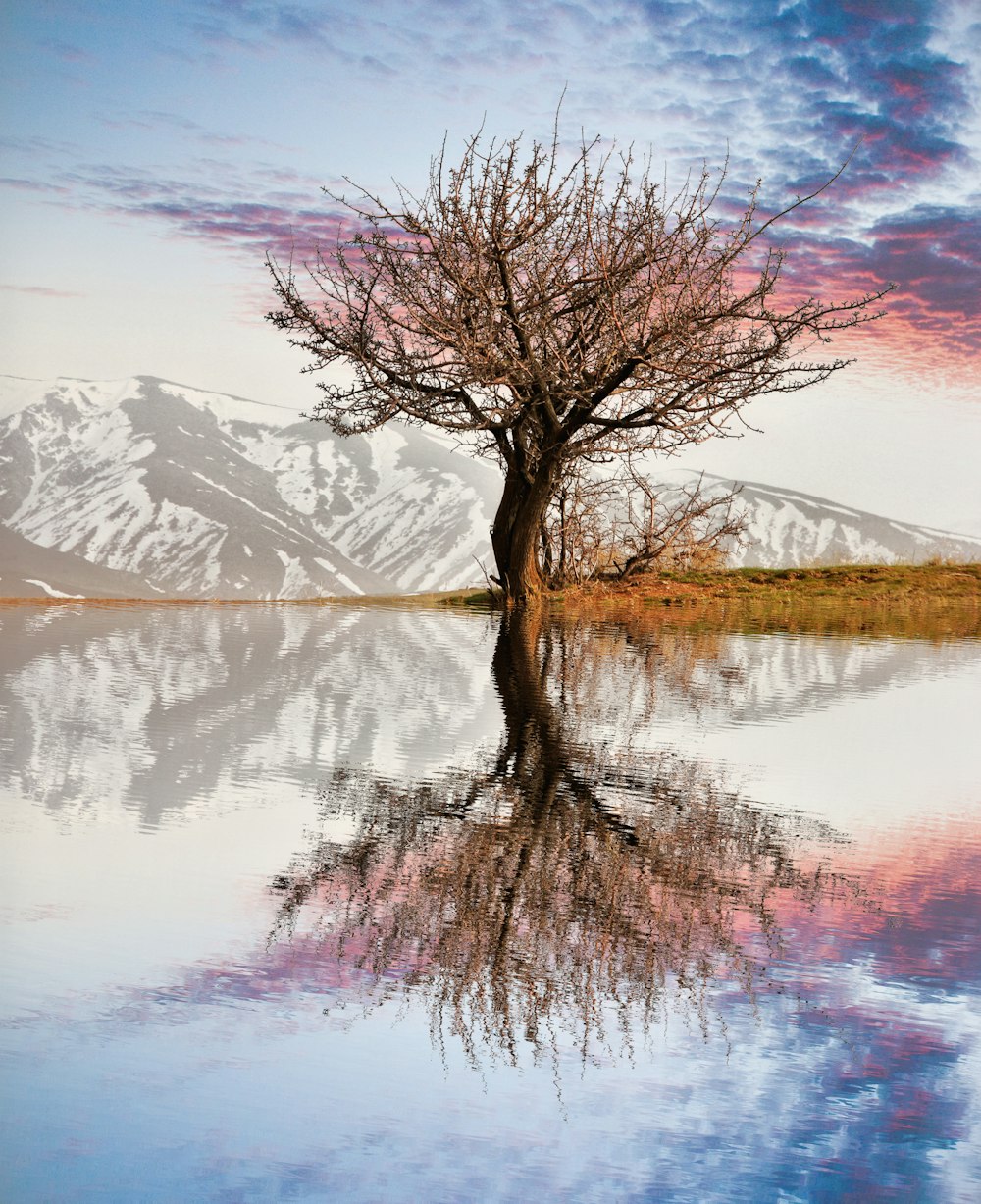 a tree in a body of water