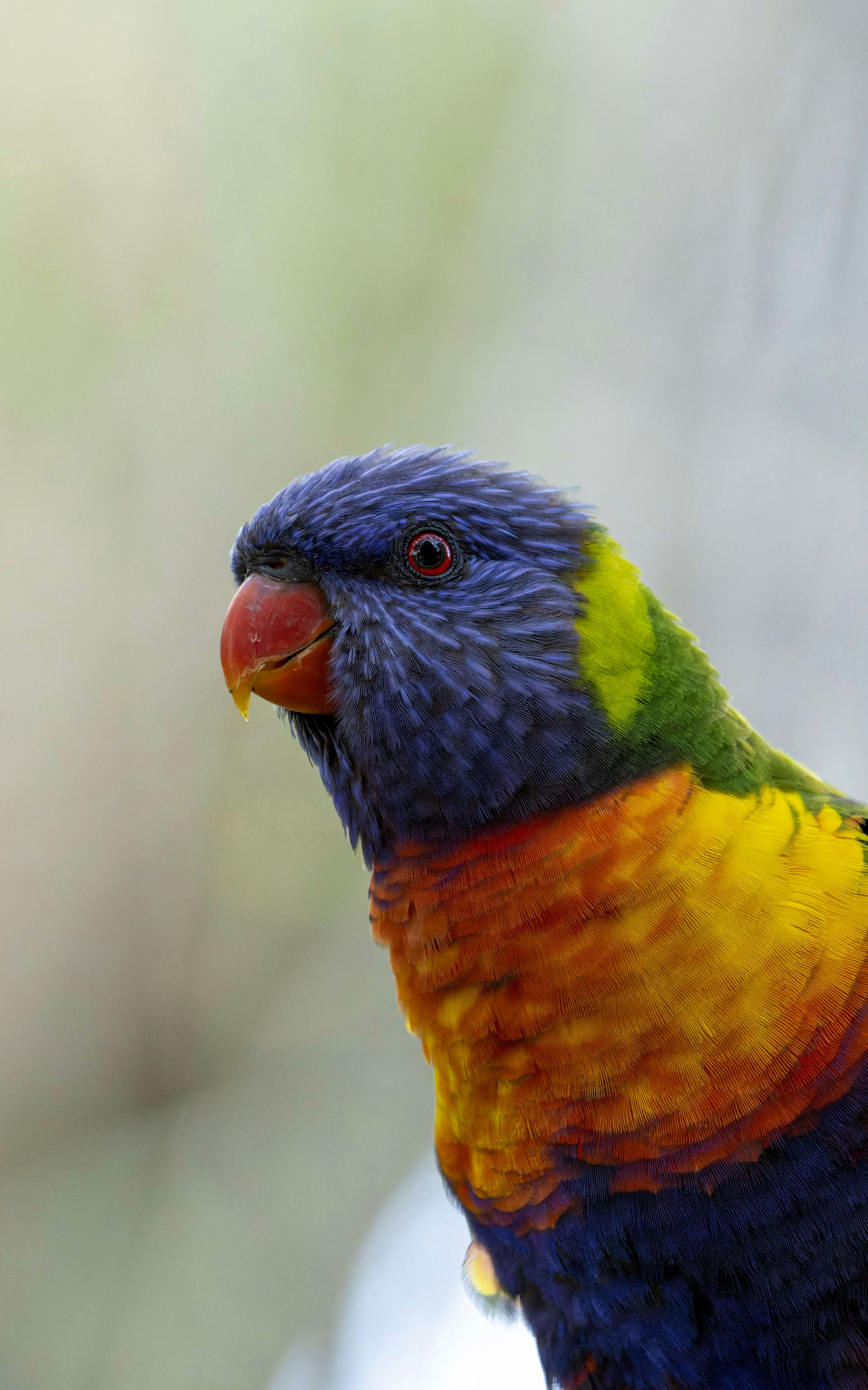 a colorful bird with a black beak