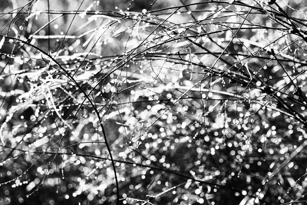 a close up of a tree branch