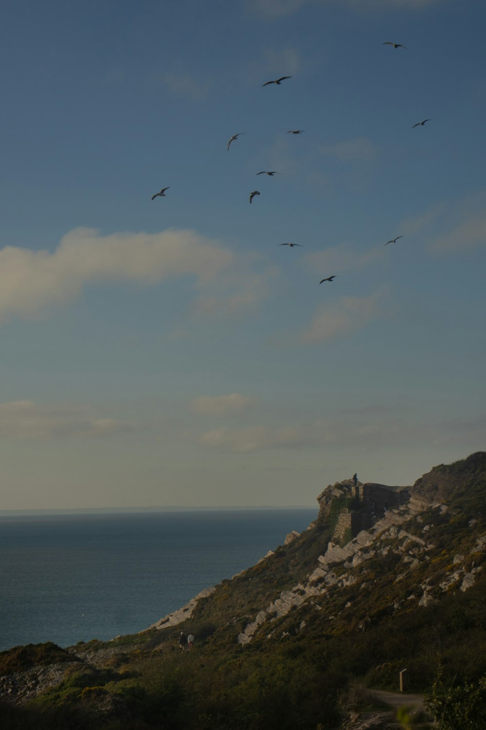 birds flying over a cliff