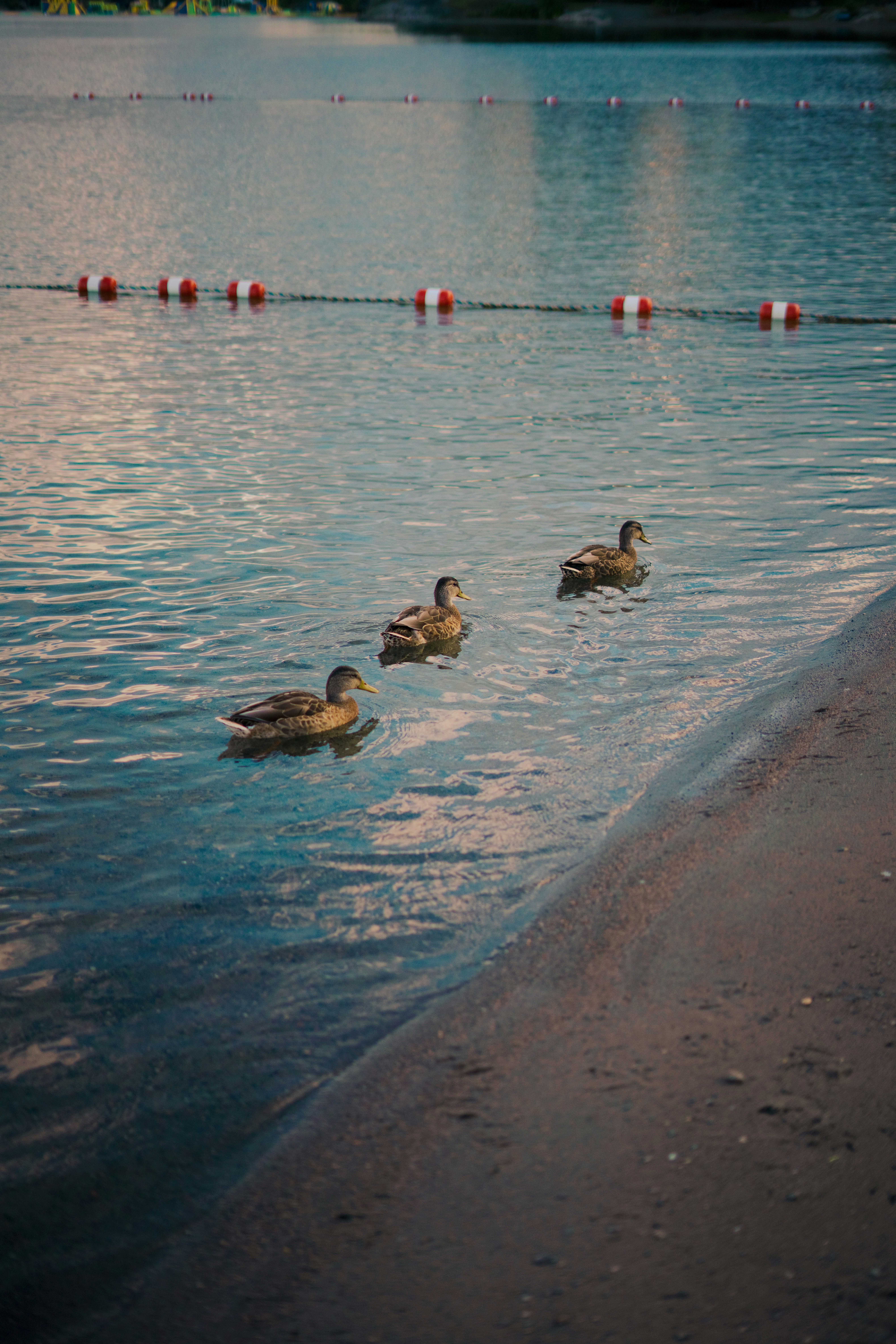 ducks swimming in water