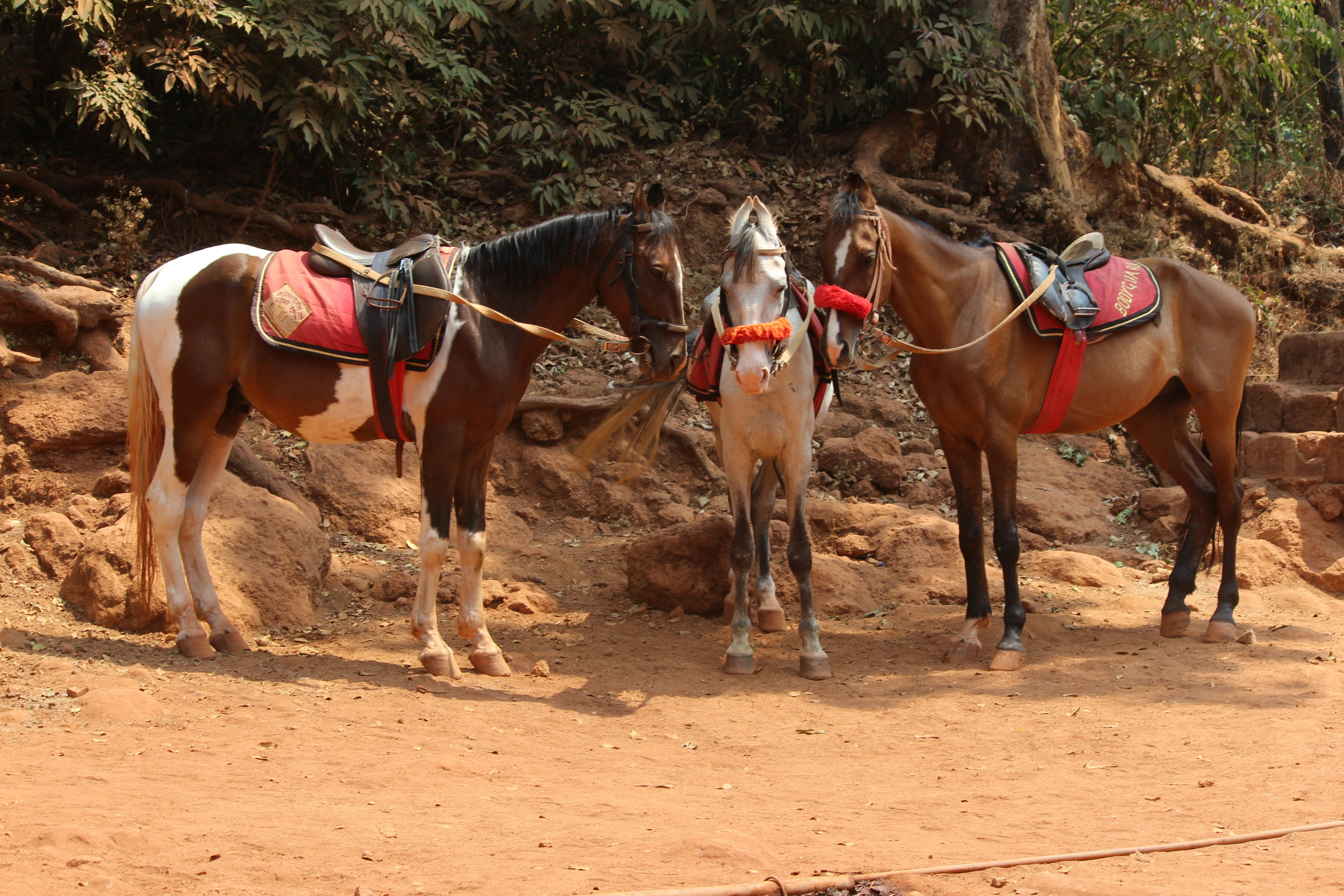 Photo by faisalkhatri