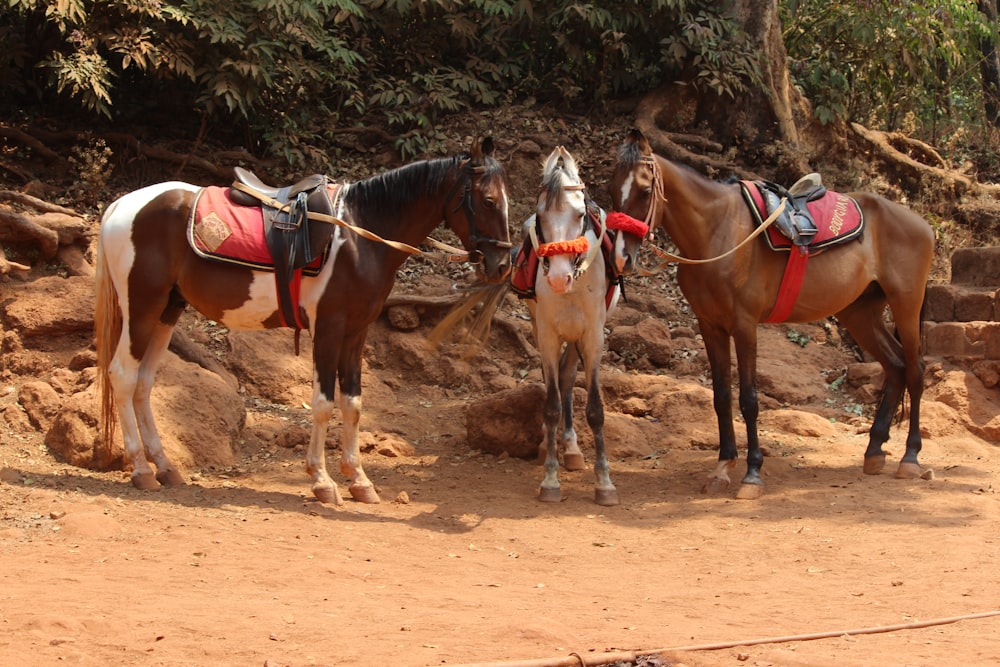 a group of horses with saddles
