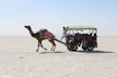 camel pulling a cart with people in it