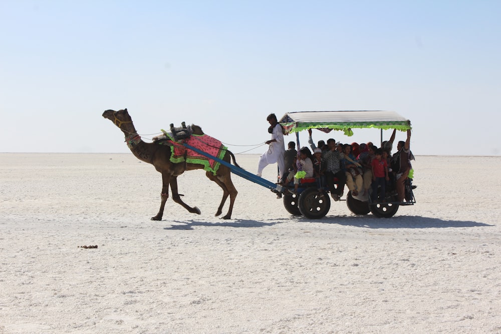 camelo puxando um carrinho com pessoas nele