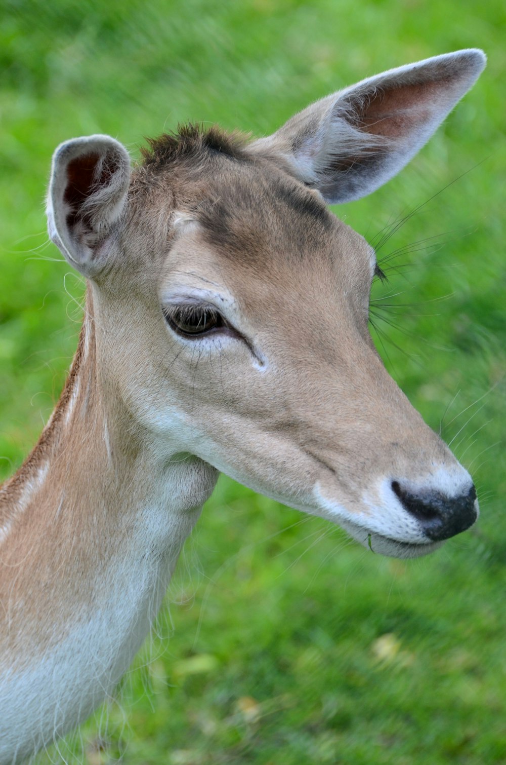 a deer with its head turned