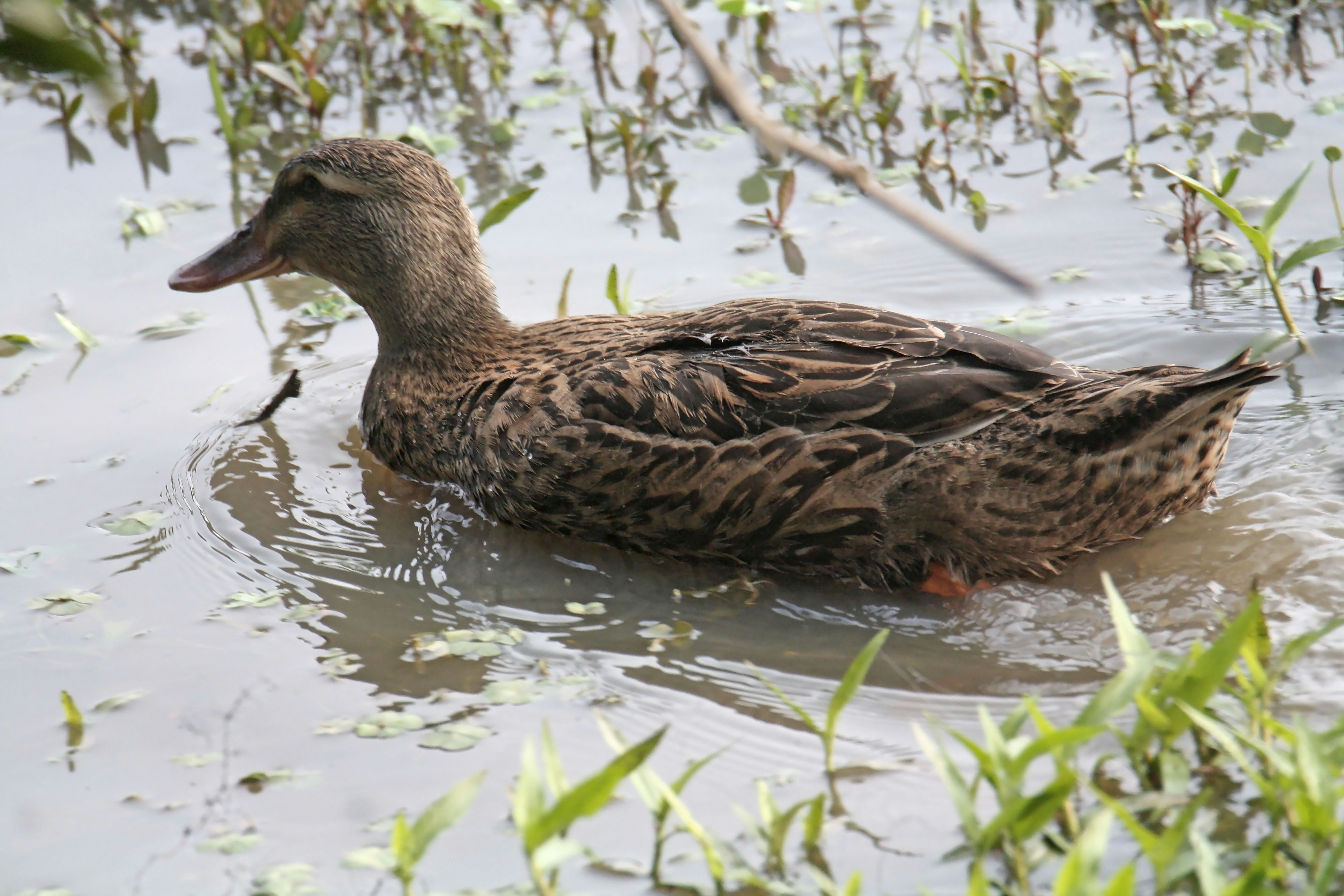 Photo by sylvester_123