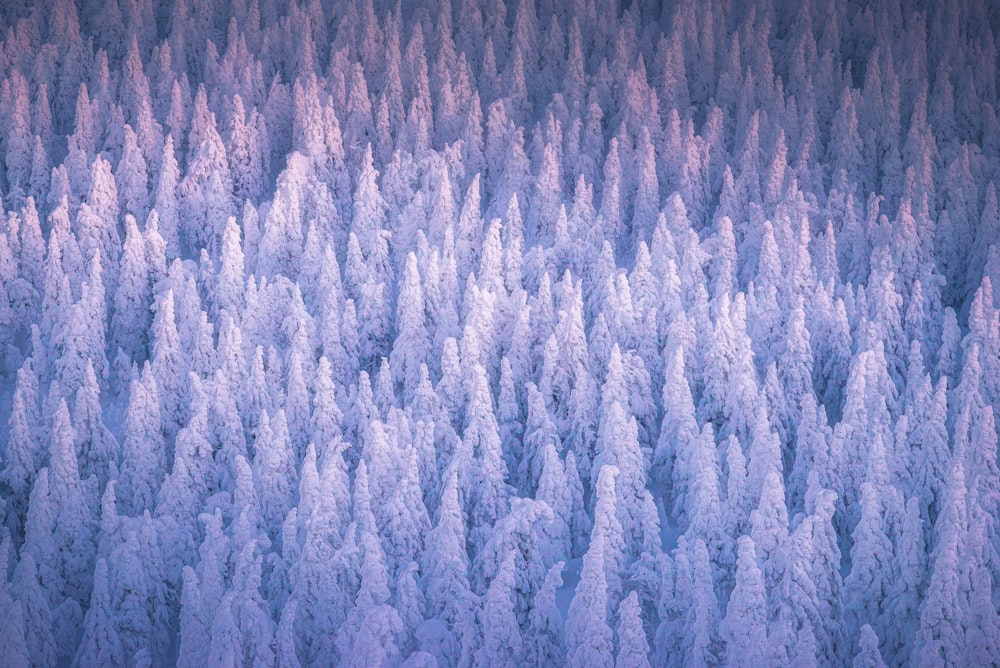 un grande gruppo di alberi