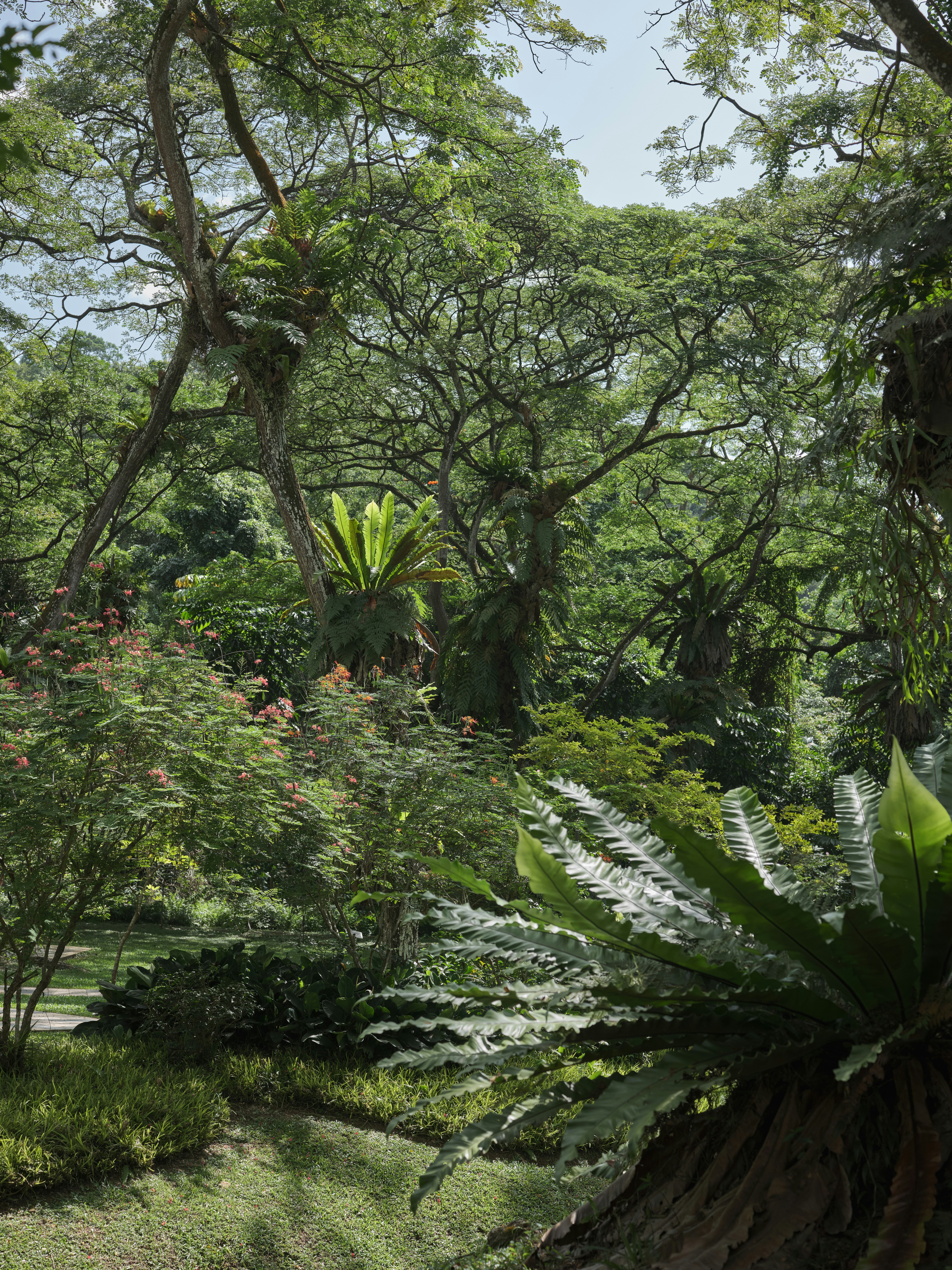 Lush Himalayan forest with dense green canopy, bright natural light, vibrant foliage