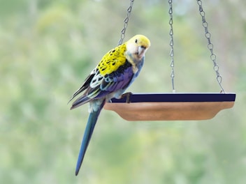 A colorful bird perched on a natural wooden swing with small pet supplies in the background.