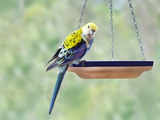 A colorful bird perched on a natural wooden swing with small pet supplies in the background.