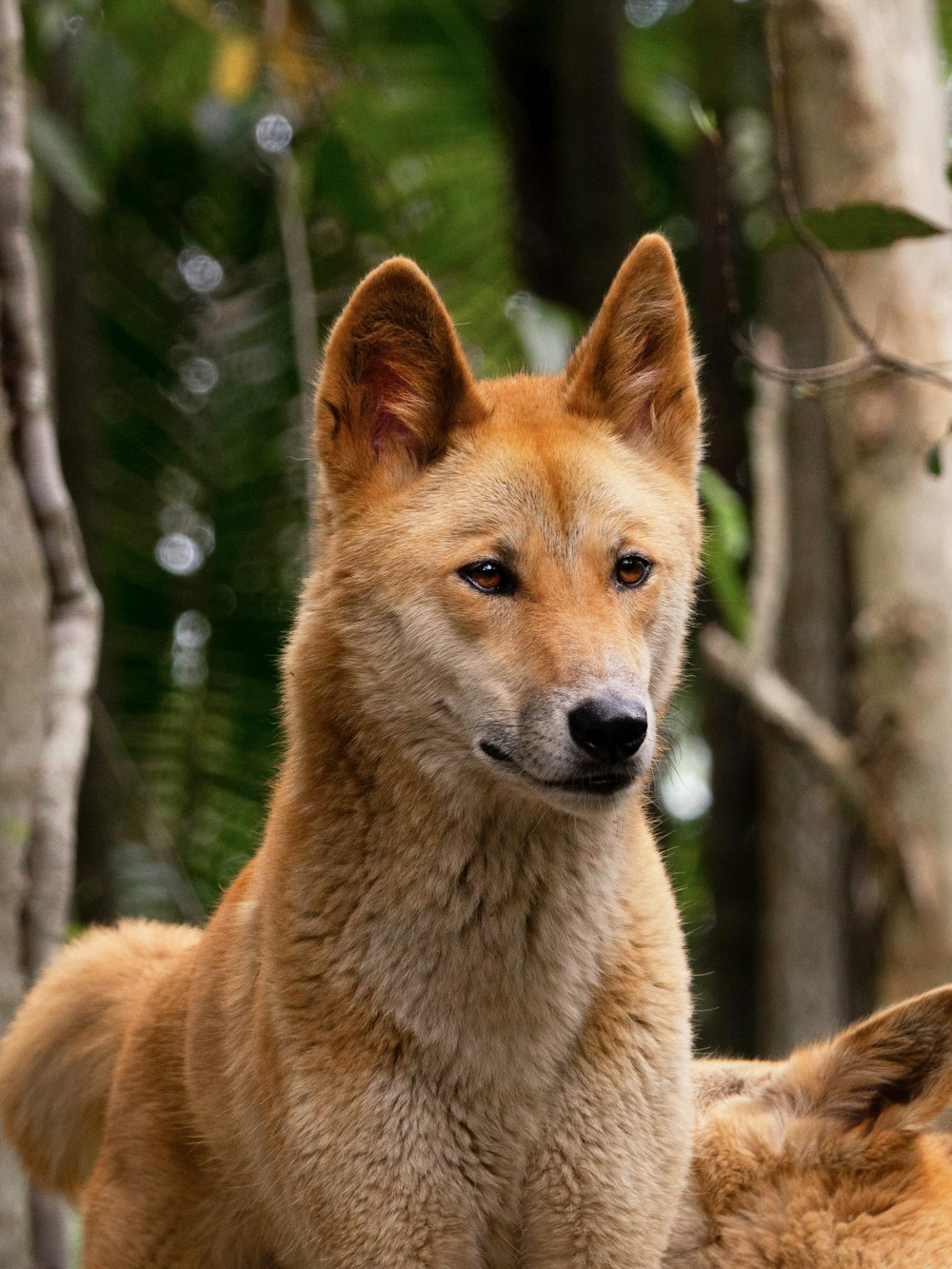 a fox in the woods