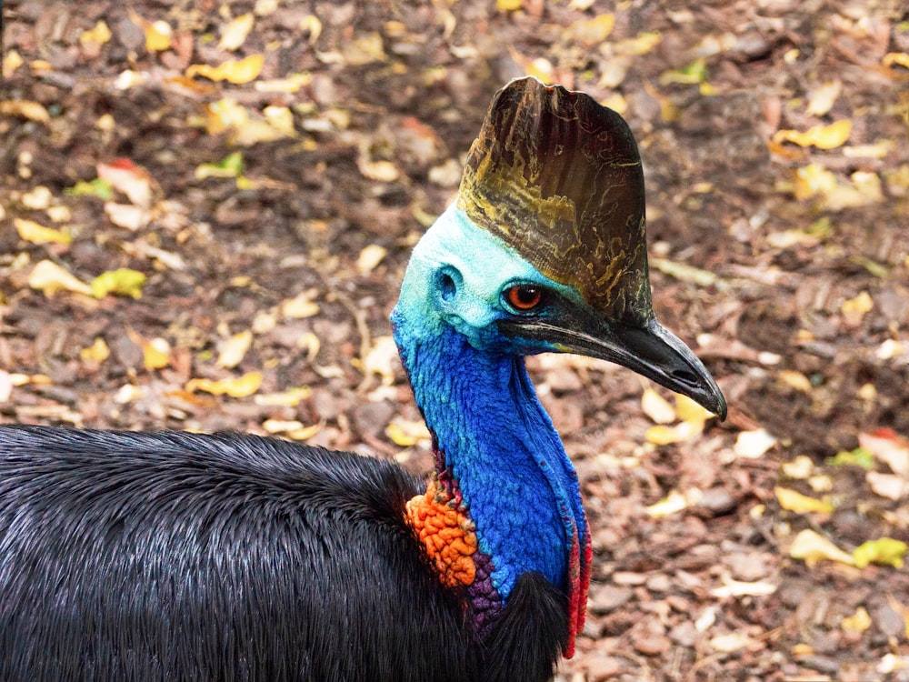 a peacock with a head of feathers