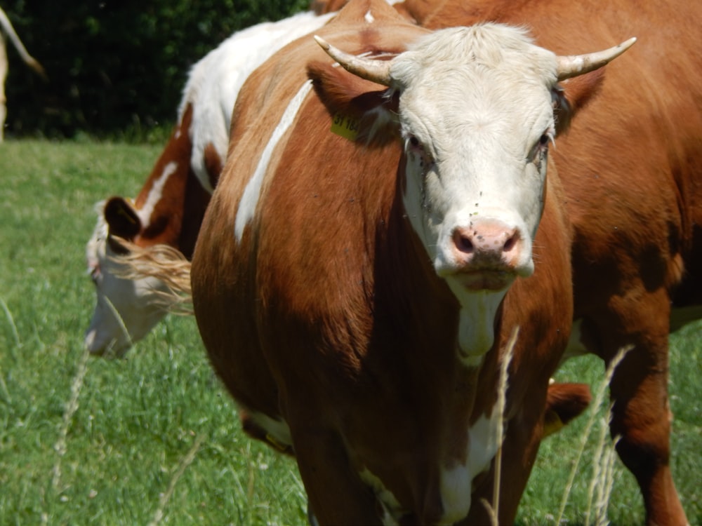 a cow with horns