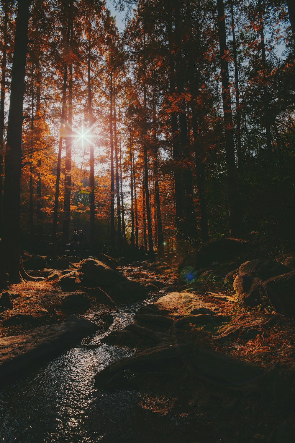 a stream in a forest