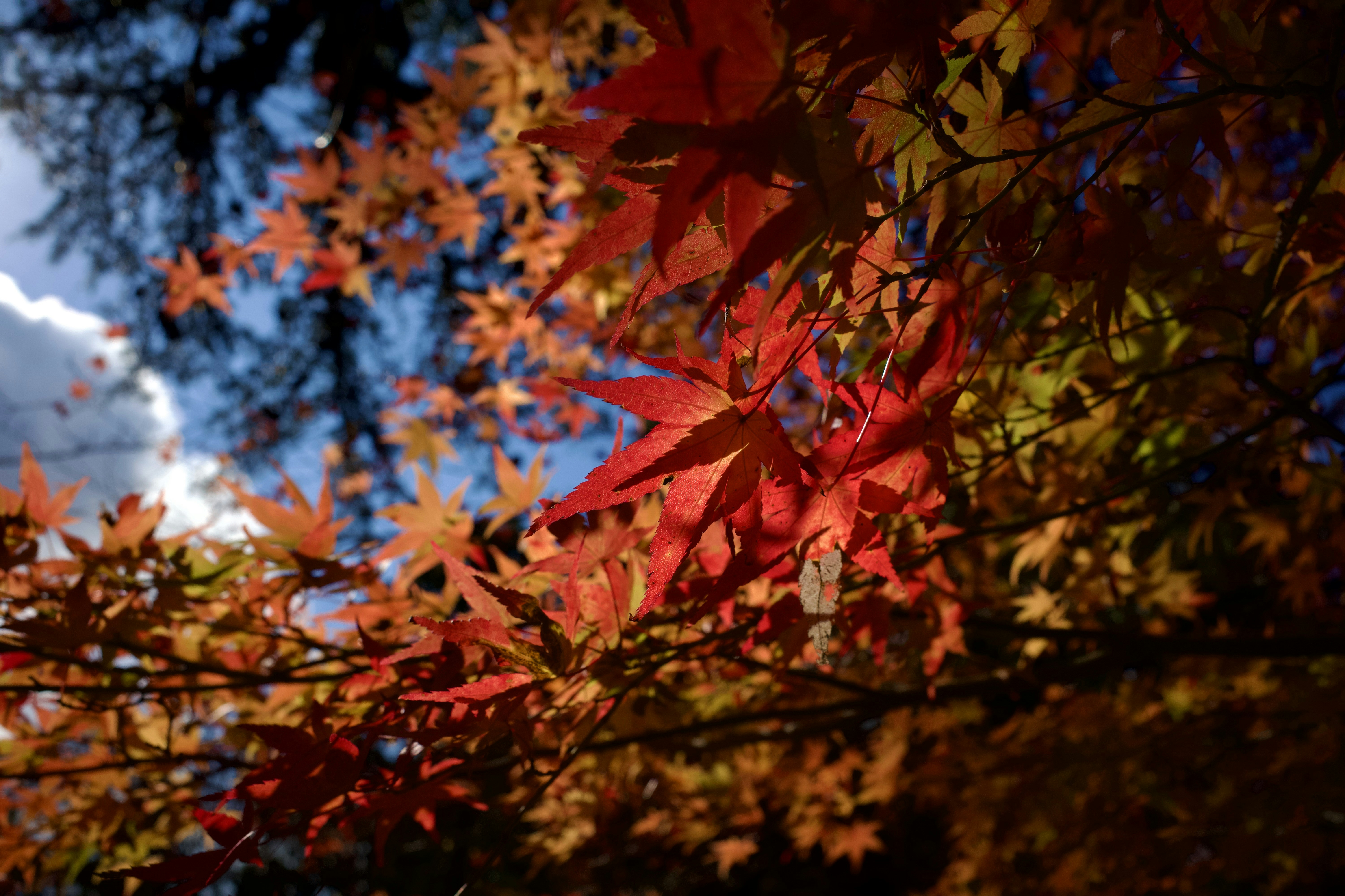 un árbol con hojas rojas