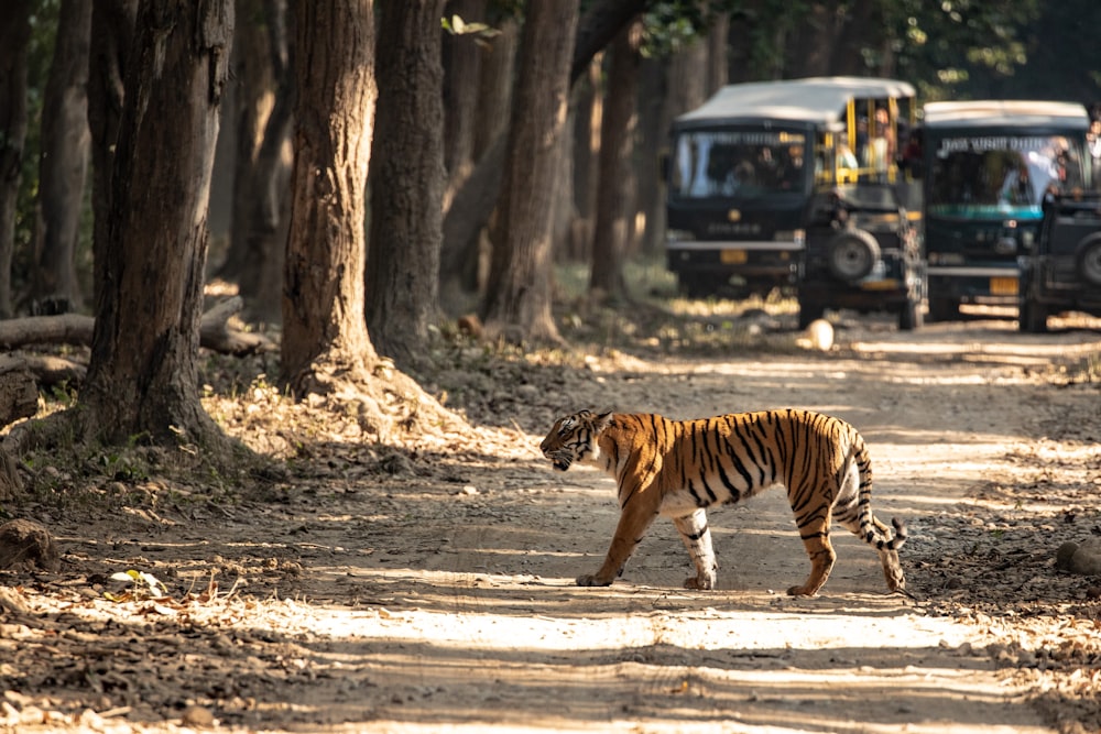 a tiger walking on a dirt road