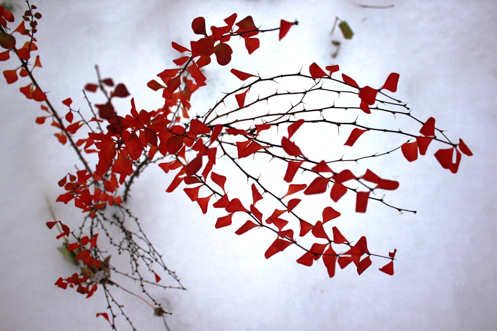 a close-up of a tree branch