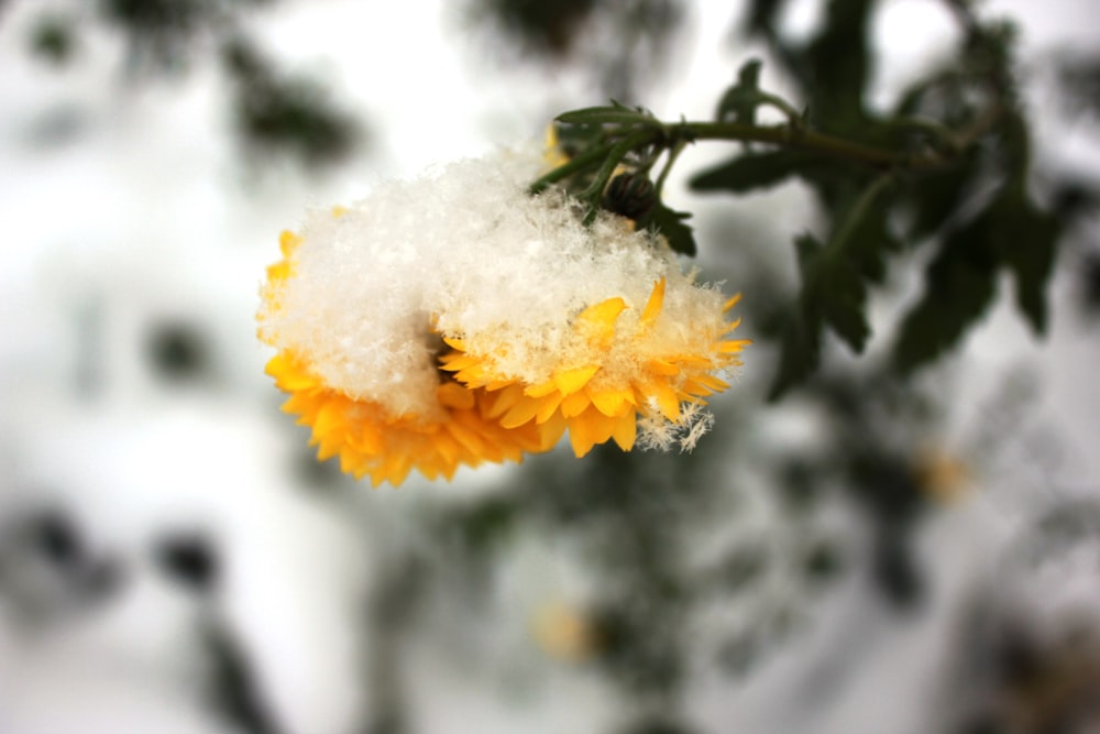 a close up of a flower