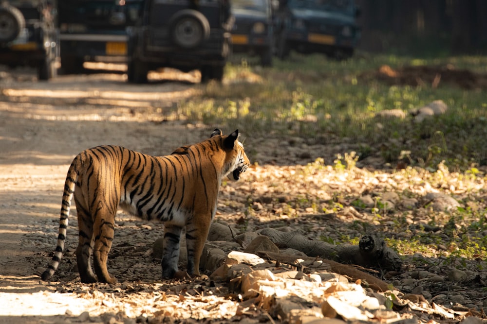 a tiger walking on a rocky surface