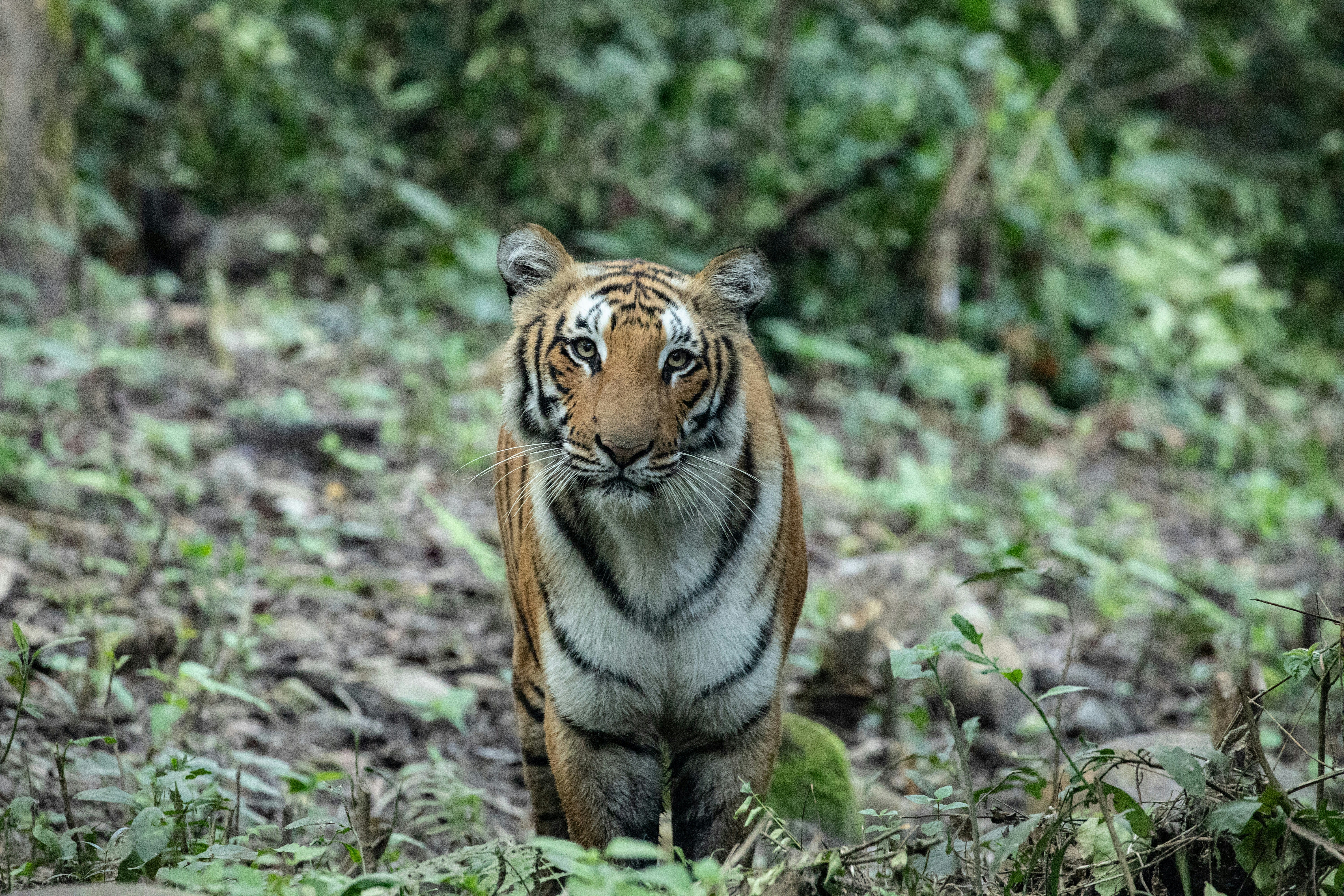 A majestic tiger walking through a dense forest, looking powerful and alert.