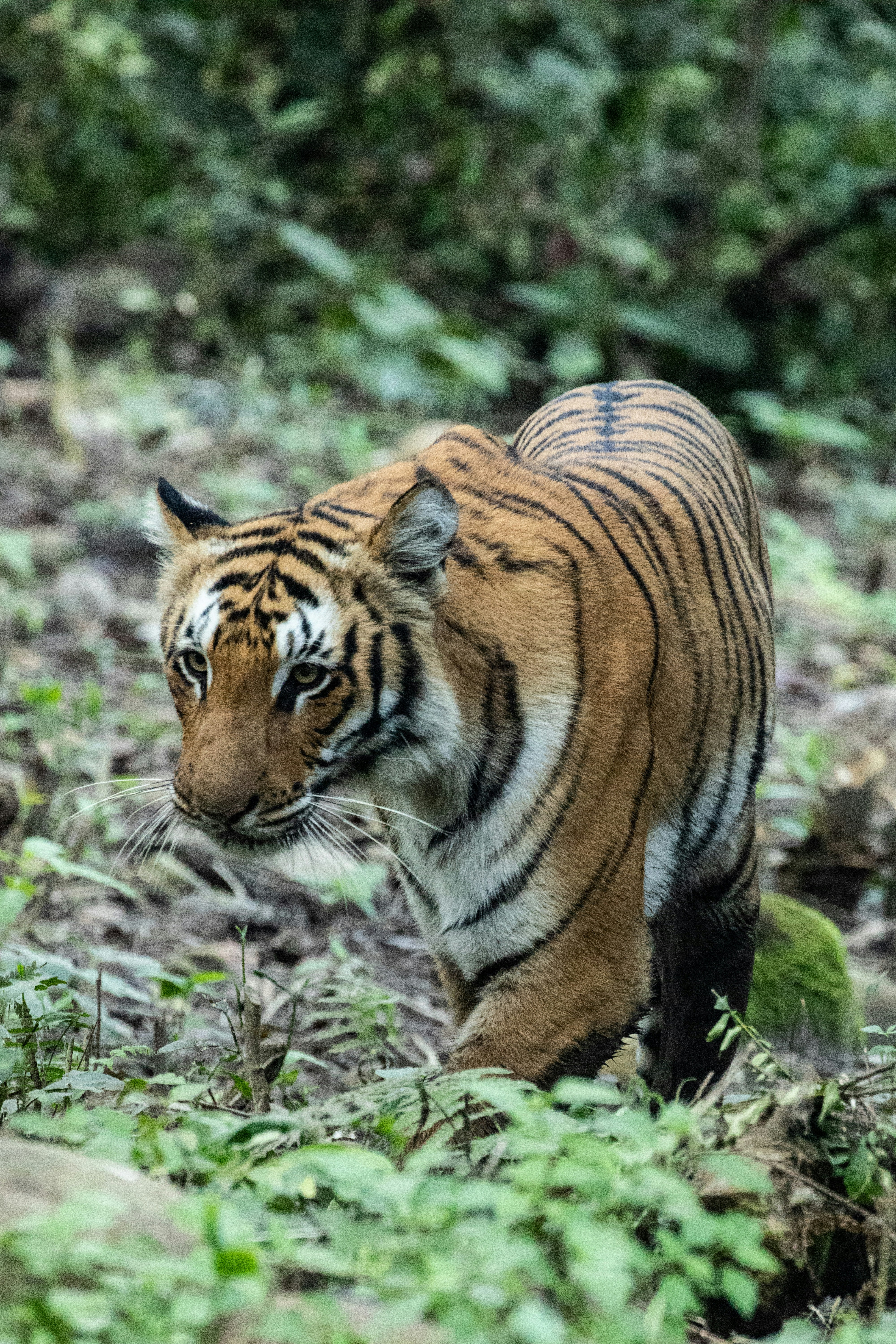 Adaptability: Surviving in Changing Worlds (image credits: unsplash)