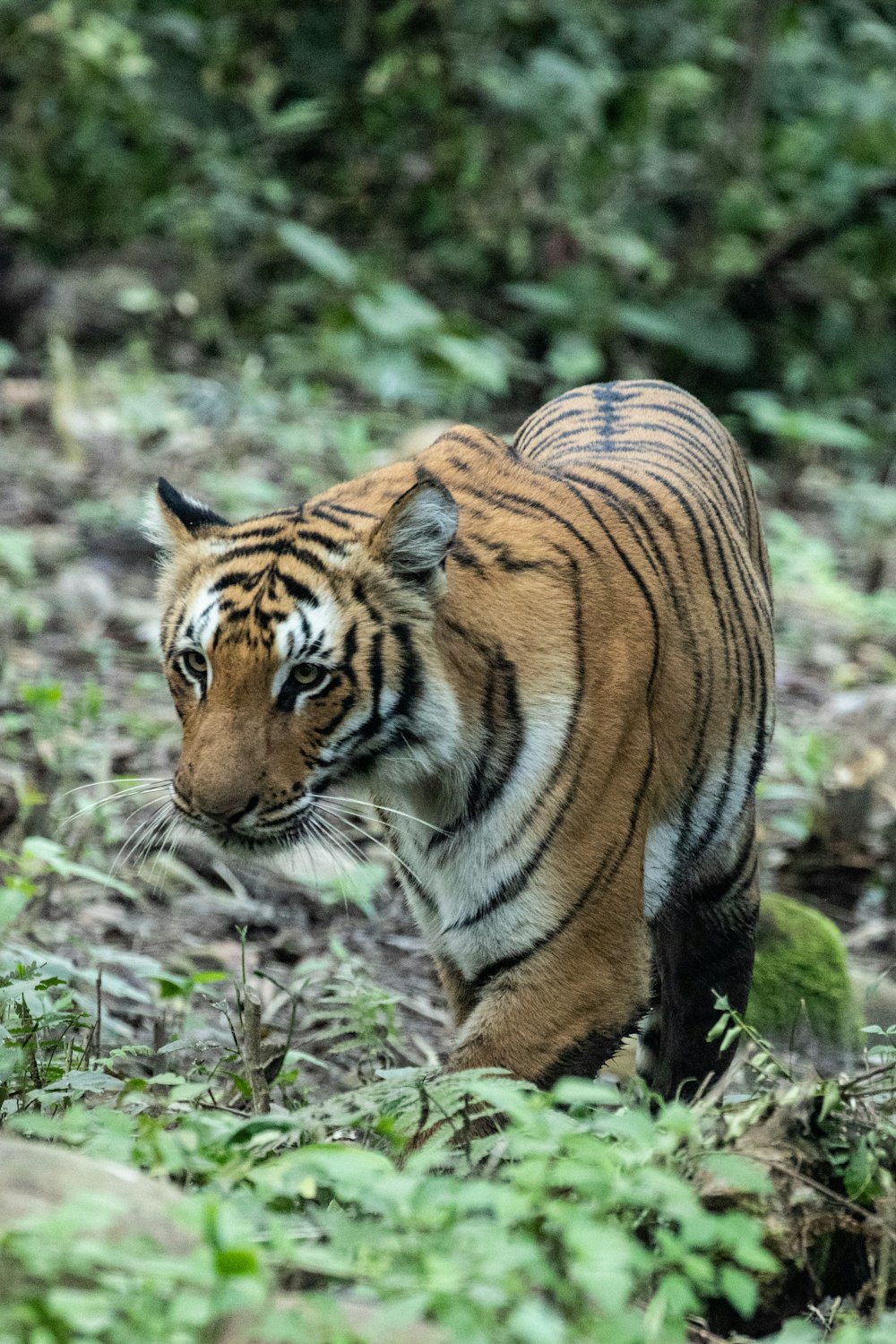 a tiger in the grass