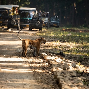 a tiger walking on a road