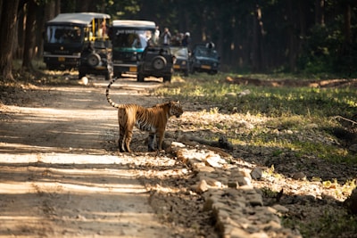 a tiger walking on a road