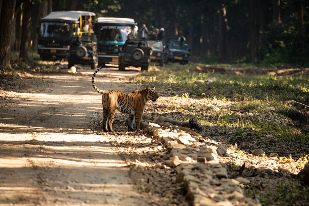 a tiger walking on a road